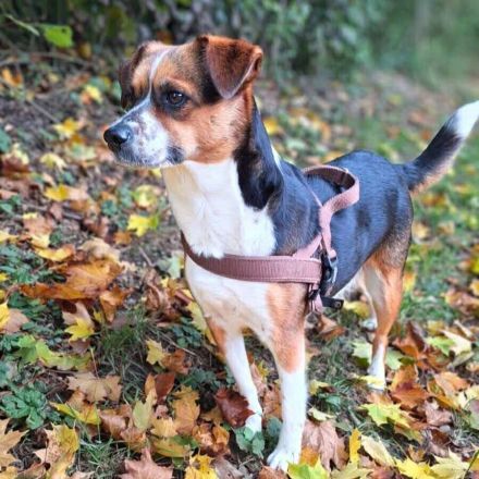 Miska in 81245 München sucht ihr Für-immer-Zuhause