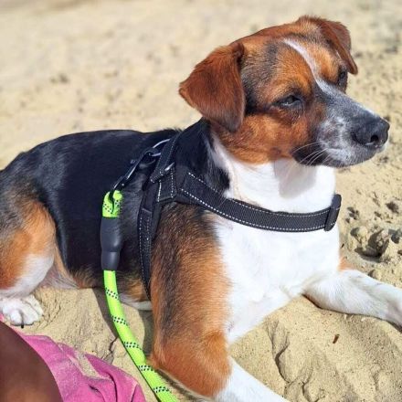 Miska in 81245 München sucht ihr Für-immer-Zuhause