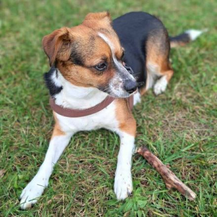 Miska in 81245 München sucht ihr Für-immer-Zuhause