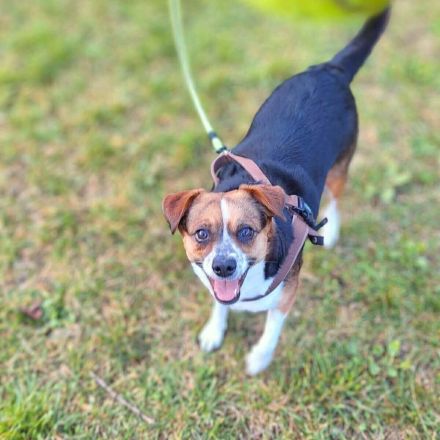 Miska in 81245 München sucht ihr Für-immer-Zuhause