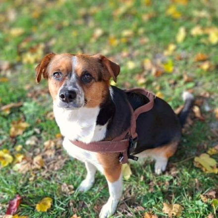 Miska in 81245 München sucht ihr Für-immer-Zuhause