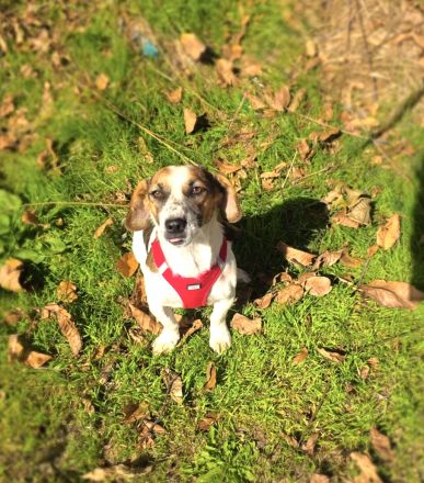 Kiro ein toller Beagle Mix