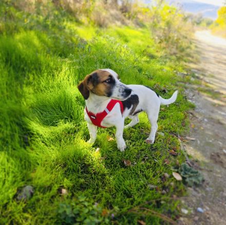 Kiro ein toller Beagle Mix