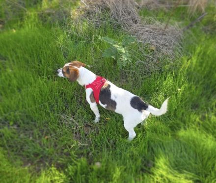 Kiro ein toller Beagle Mix