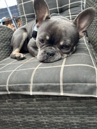 Französische Bulldogge