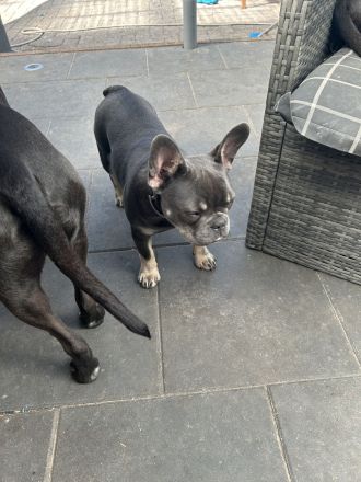 Französische Bulldogge