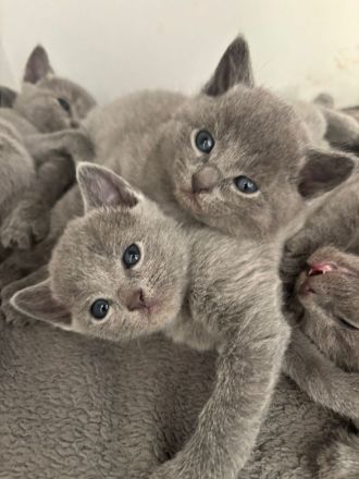 Reinrassige Russisch blau kitten