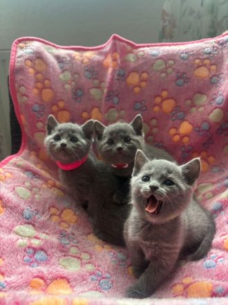 Reinrassige Russisch blau kitten