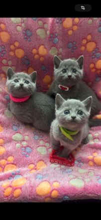 Reinrassige Russisch blau kitten