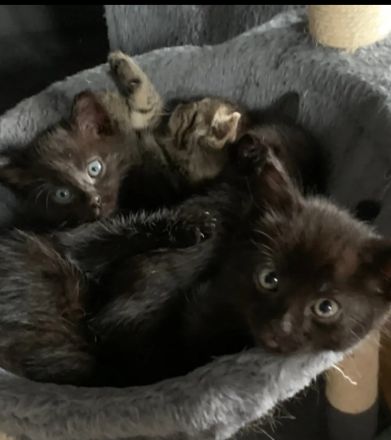 5 Kitten : Maincoon Mix
