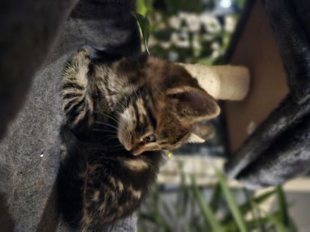 Katzenbabys 12 wochen, suchen ein Zuhause