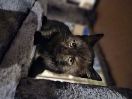 Katzenbabys 12 wochen, suchen ein Zuhause