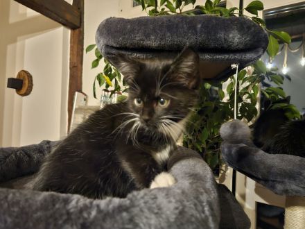 Katzenbabys 12 wochen, suchen ein Zuhause