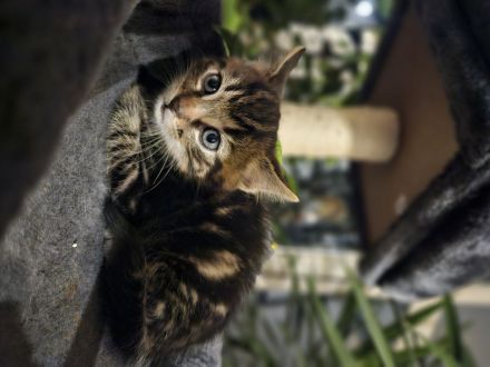 Katzenbabys 12 wochen, suchen ein Zuhause