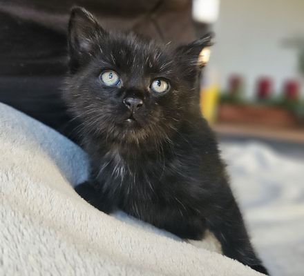 Katzenbabys 12 wochen, suchen ein Zuhause