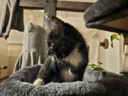 Katzenbabys 12 wochen, suchen ein Zuhause