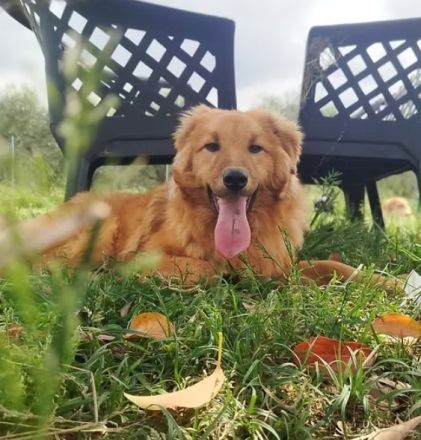 Biondo, a.d.Tierschutz, sucht Happy-Home