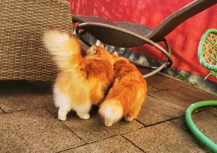 WildTigers Julie 5 Jahre alt Sibirische Traum Katze