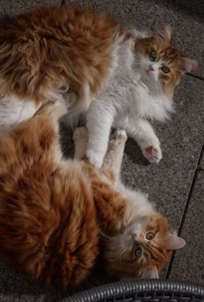 WildTigers Julie 5 Jahre alt Sibirische Traum Katze