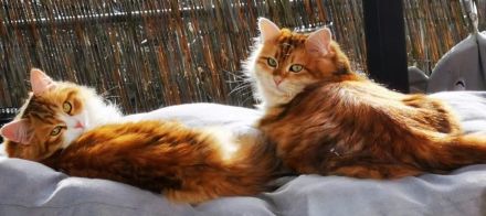 WildTigers Julie 5 Jahre alt Sibirische Traum Katze