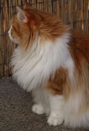 WildTigers Julie 5 Jahre alt Sibirische Traum Katze