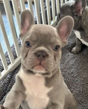 Französische Bulldoggenwelpen