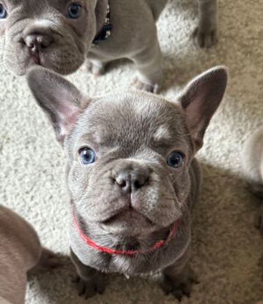 Französische Bulldoggenwelpen