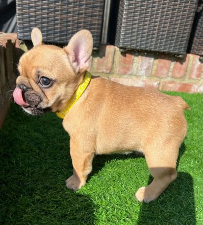 Französische Bulldoggenwelpen