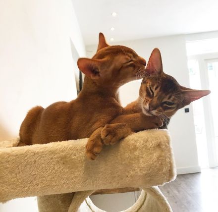 Supergesunde Abessinier-Kätzchen