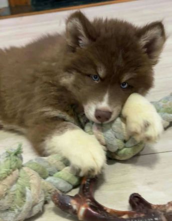 Gesunde Siberian Husky welpen für neue Häuser