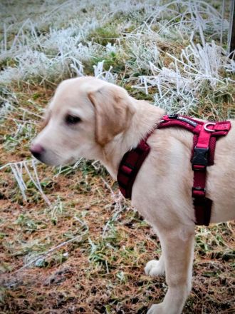 Labrador Welpe 15 Wochen