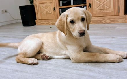Labrador Welpe 15 Wochen