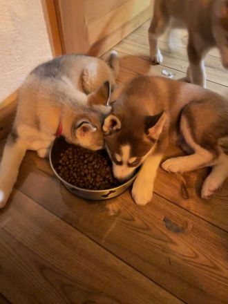 Husky Welpen