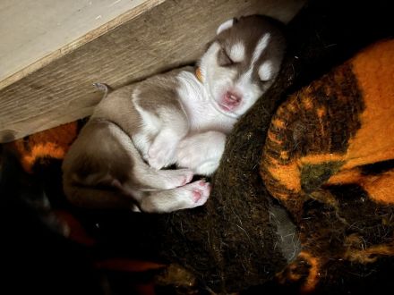 Husky Welpen