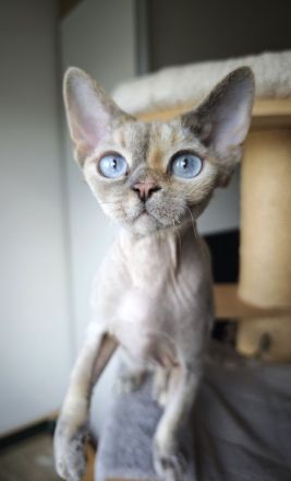 Hübsches Devon Rex Mädchen mit wunderschönen Augen sucht ihr liebes Zuhause