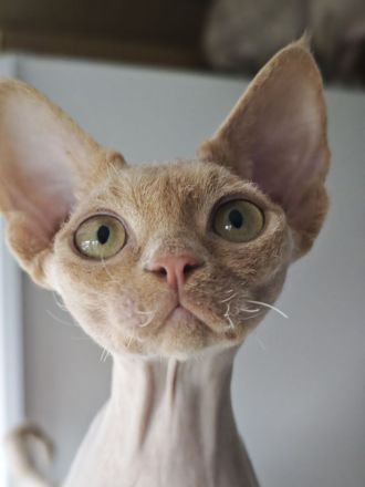 Devon Rex Schönheit und Sohn suchen ihr gemeinsames liebes Zuhause