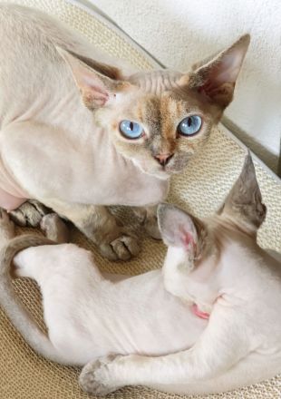 Hübsches Devon Rex Mädchen mit wunderschönen Augen sucht ihr liebes Zuhause