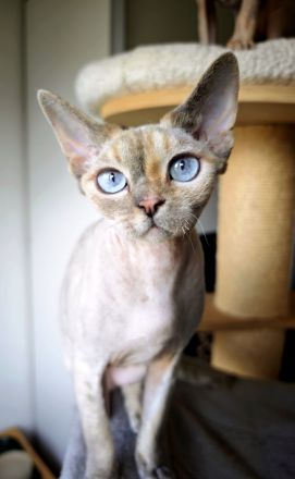 Hübsches Devon Rex Mädchen mit wunderschönen Augen sucht ihr liebes Zuhause