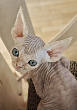 Süßer Devon Rex Kater sucht liebes Zuhause