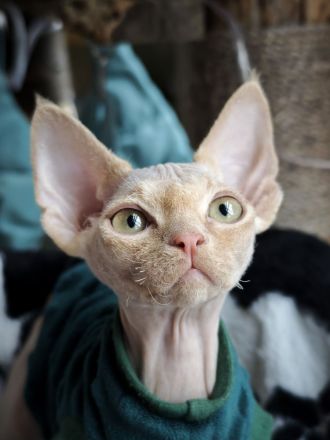 Süßer Devon Rex Kater sucht liebes Zuhause