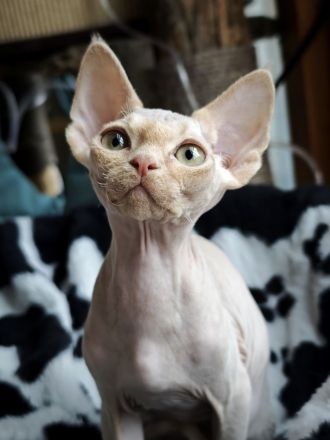 Süßer Devon Rex Kater sucht liebes Zuhause