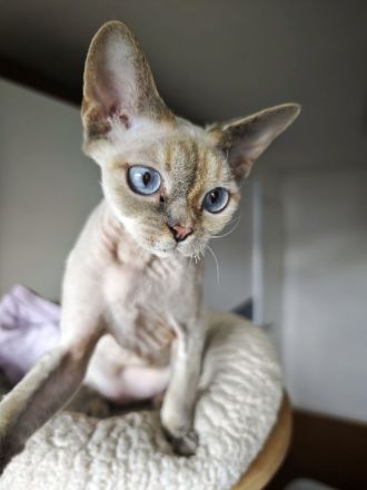 Hübsches Devon Rex Mädchen mit wunderschönen Augen sucht ihr liebes Zuhause
