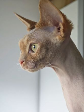 Devon Rex Schönheit und Sohn suchen ihr gemeinsames liebes Zuhause