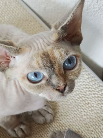 Hübsches Devon Rex Mädchen mit wunderschönen Augen sucht ihr liebes Zuhause