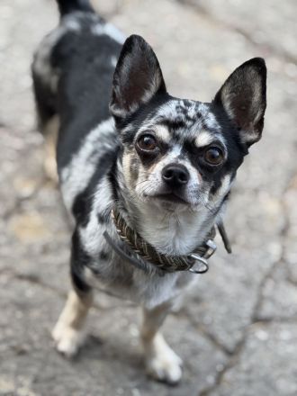 Chihuahua rüde kastriert Kurzhaar