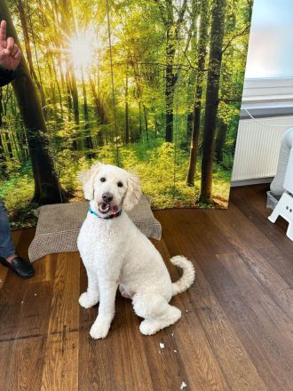 Pascha sucht ein zu Hause