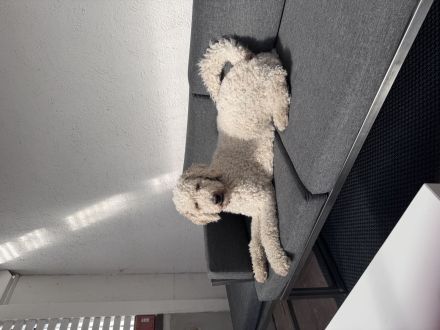 Pascha sucht ein zu Hause