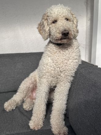 Pascha sucht ein zu Hause