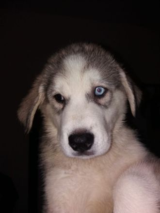 Husky/Albanischer Berghund (Rüde)