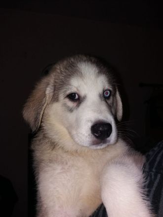 Husky/Albanischer Berghund (Rüde)